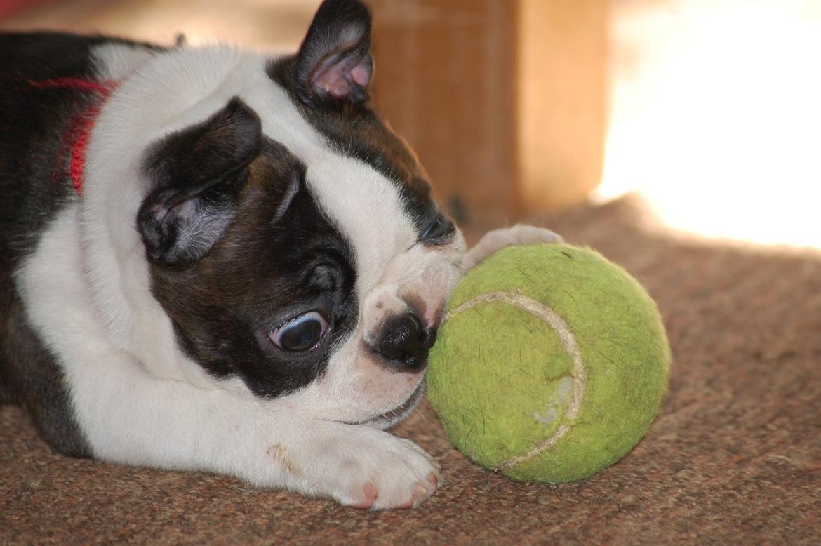 Boston terrier ZARA STYLE AND CHIC Torques billede 37