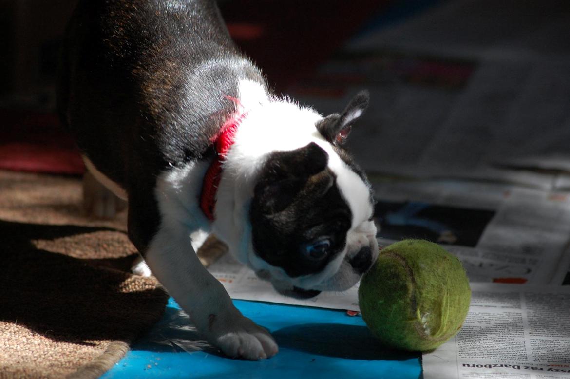 Boston terrier ZARA STYLE AND CHIC Torques billede 38