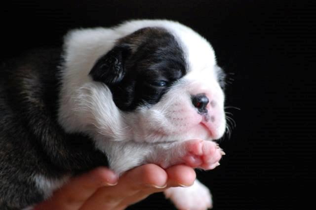 Boston terrier ZARA STYLE AND CHIC Torques billede 41