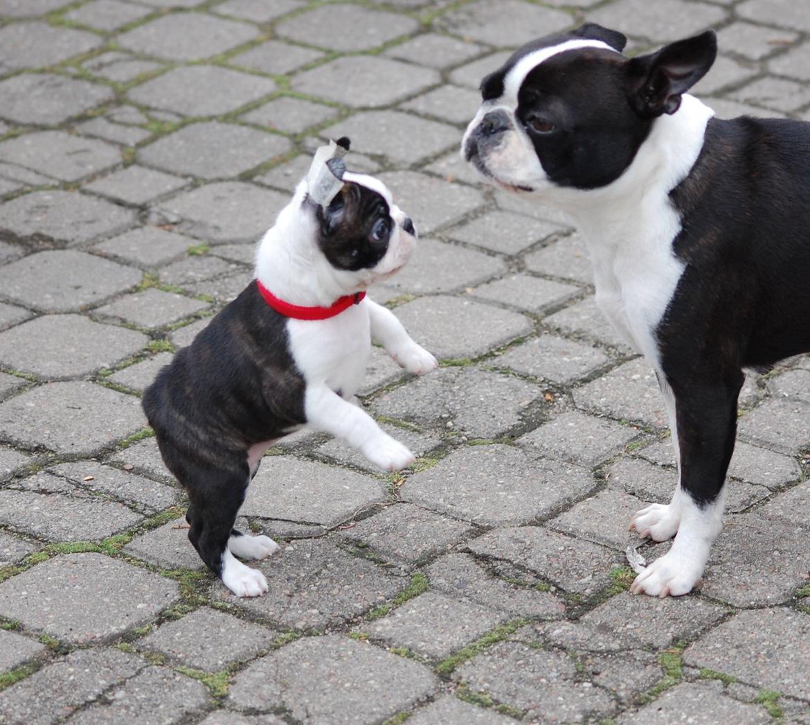 Boston terrier ZARA STYLE AND CHIC Torques billede 31
