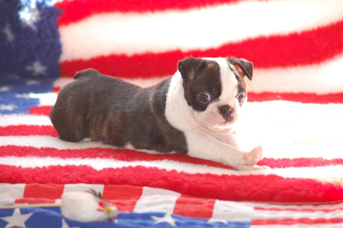 Boston terrier ZARA STYLE AND CHIC Torques billede 29