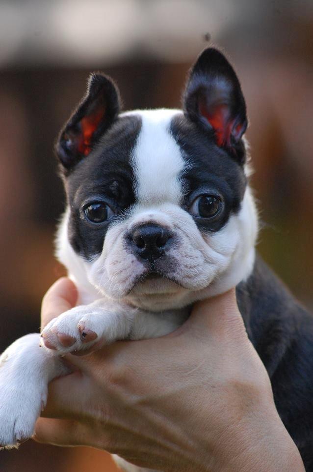 Boston terrier ZARA STYLE AND CHIC Torques billede 16