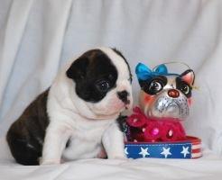 Boston terrier ZARA STYLE AND CHIC Torques billede 39