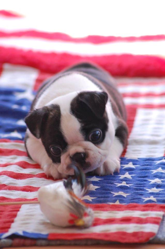 Boston terrier ZARA STYLE AND CHIC Torques billede 26