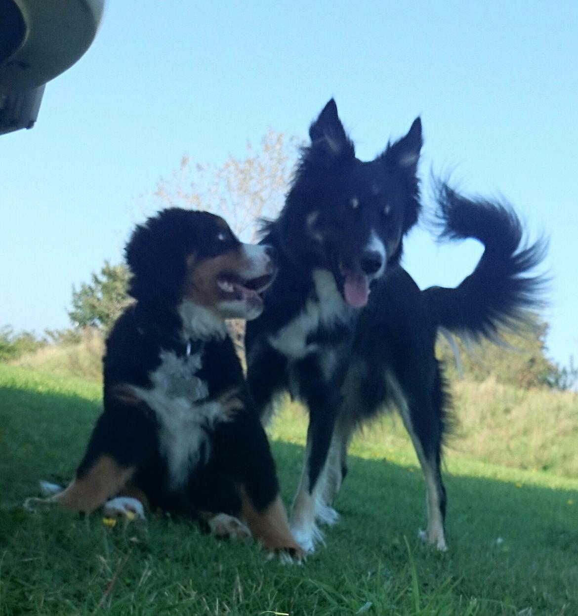 Blanding af racer Baloo billede 49