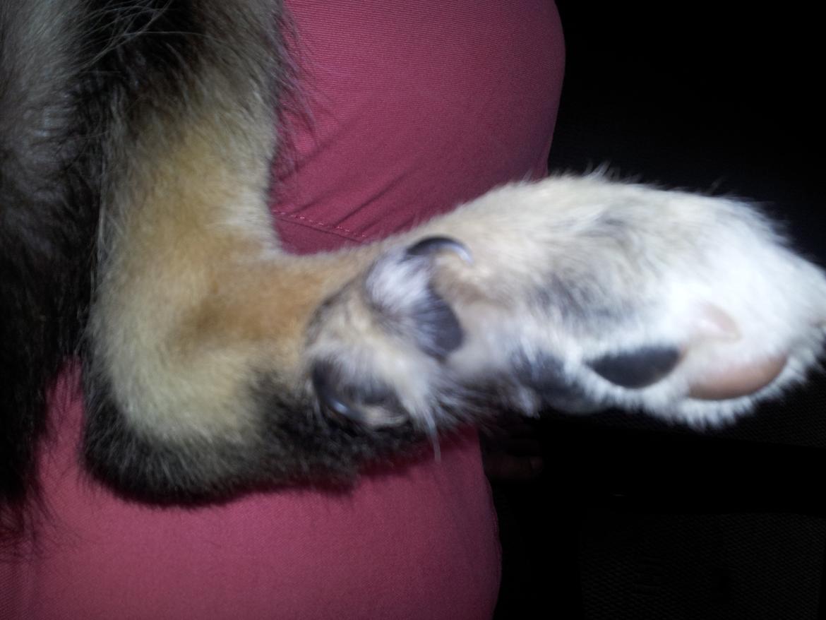 Blanding af racer Baloo - Baloo`s ulve-/vildt- klør 2 på hvert bagben billede 3