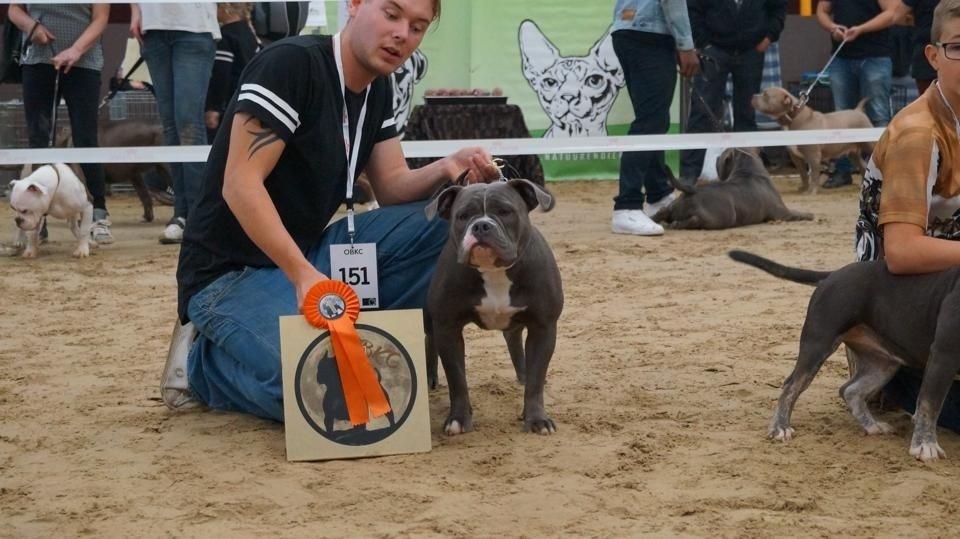 Olde english bulldogge GroovyBulls Marylin Monroe (Amiee) billede 23