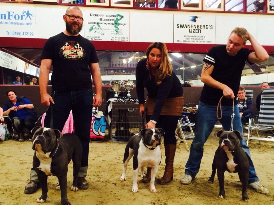 Olde english bulldogge GroovyBulls Marylin Monroe (Amiee) billede 24