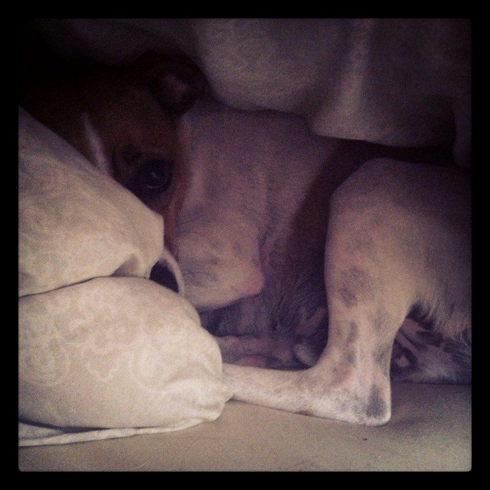 Dansk svensk gaardhund Erling billede 15