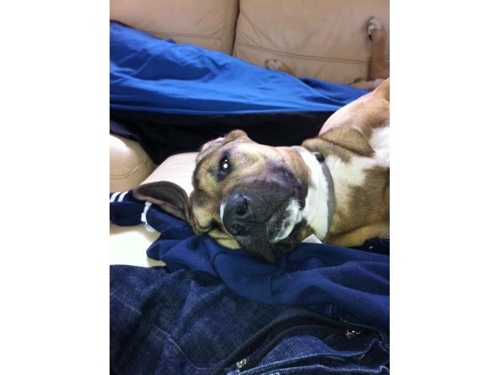 {{currentPhoto.altText}} billede {{currentPhoto.number}}