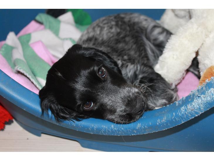 Cocker spaniel Luna <3 billede 1