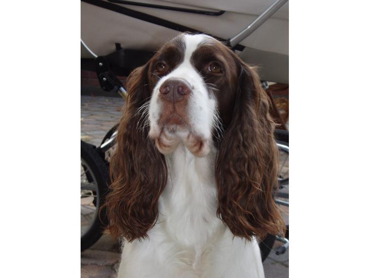 Engelsk springer spaniel Frida billede 1