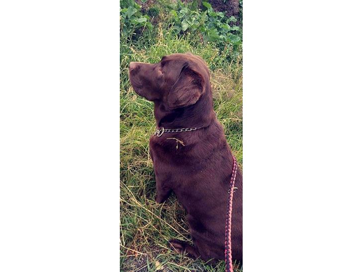 Labrador retriever Samson billede 1