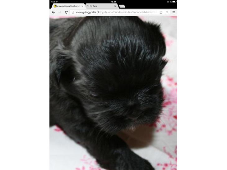 Shih tzu Zoey billede 1