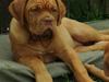 Dogue de bordeaux Karla
