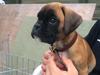 Boxer Alma