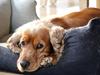 Cocker spaniel Viktor