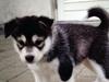 Alaskan malamute Kiara