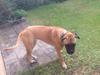Bullmastiff Daisy