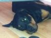Rottweiler Coco . R.I.P
