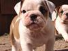 Engelsk bulldog Bertha 