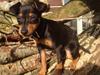 Dvaergpinscher Roxy Dvaergpinscher Roxy