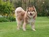Finsk lapphund Lejoncrona Ecco