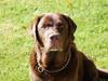 Labrador retriever Louie
