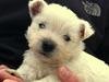 West highland white terrier Sodemarken's Lucky Luke