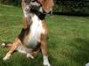 Beagle Famous joker zingy storm racer (Bella)