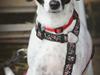 Blanding af racer Lady [ Himmelhund]
