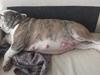Engelsk bulldog Bertha    (mama bulldog)