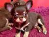 Chihuahua Holly <3