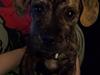 Blanding af racer Lille Roko [Tidl. hund]