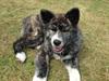 Akita inu Reiko (Akita-inu.dk) DK-Tika