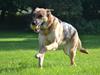 Blanding af racer Bella