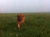Dogue de bordeaux Den Røde Løber Aime's Houtch alias Titus
