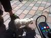 Malteser balou