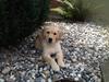 Golden retriever Maggie