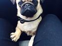 Mops Theodor
