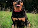 Rottweiler Kia