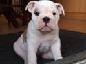 Engelsk bulldog Molosshusets Wonderfull Washington aka.Thor