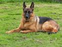 Schæferhund Øja