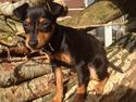 Dvaergpinscher Roxy