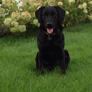 Labrador retriever Otto Albertsen