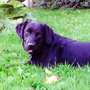 Labrador retriever Otto Albertsen