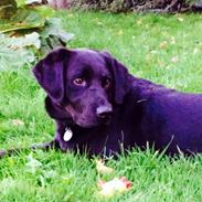 Labrador retriever Otto Albertsen