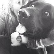 Labrador retriever Otto Albertsen