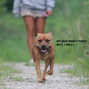 Staffordshire bull terrier Tia