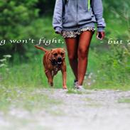 Staffordshire bull terrier Tia